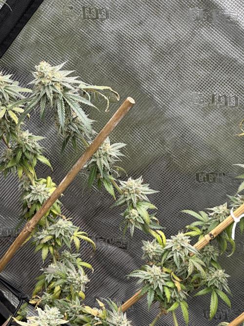 Dairy Queen. Week 15