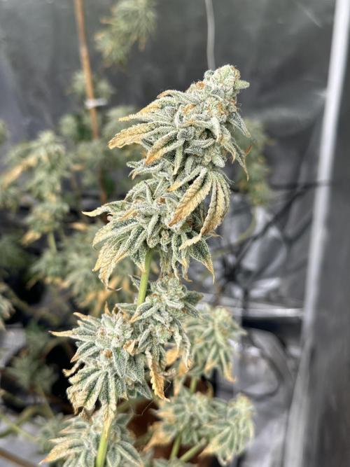 Dairy Queen. Week 15