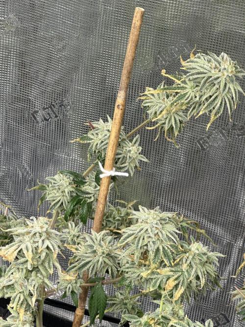 Dairy Queen. Week 15
