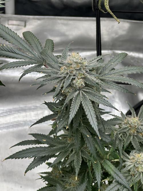 Dairy Queen. Week 15