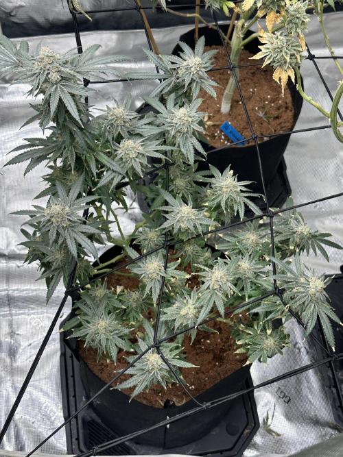 Dairy Queen. Week 15