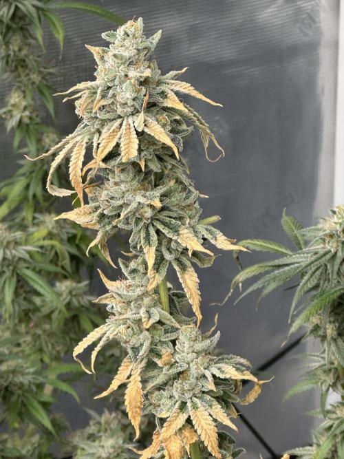 Dairy Queen. Week 15
