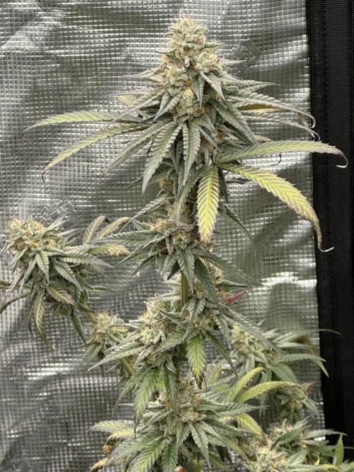 Dairy Queen. Week 15