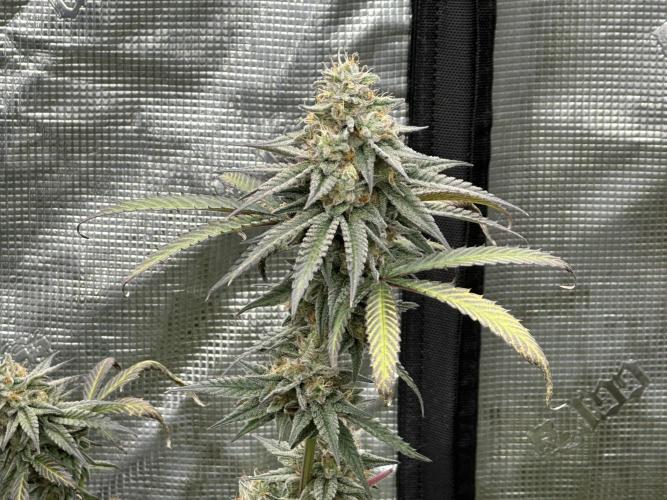Dairy Queen. Week 15