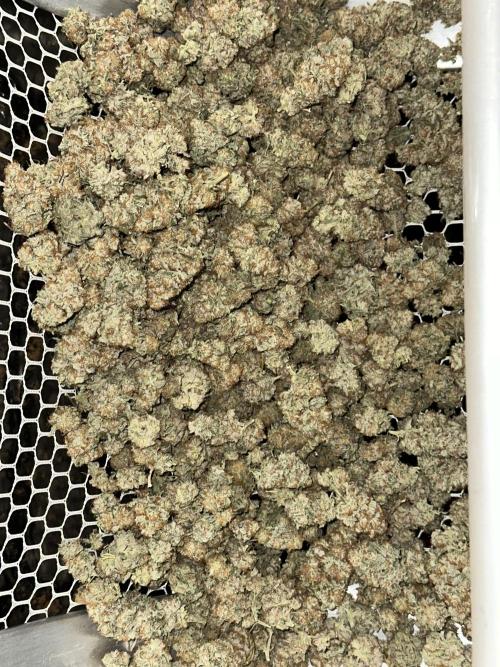 Oreoz Foam. Week 16