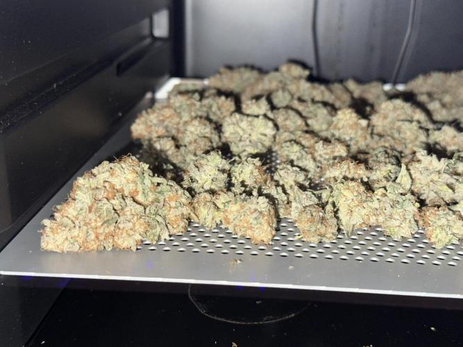 Oreoz Foam. Week 16