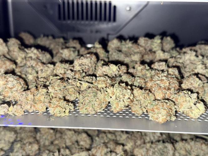 Oreoz Foam. Week 16