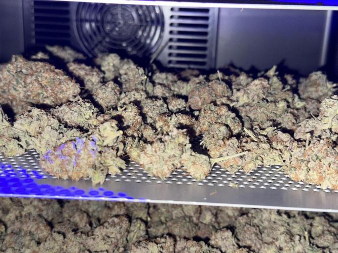 Oreoz Foam. Week 16