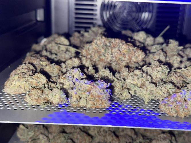 Oreoz Foam. Week 16