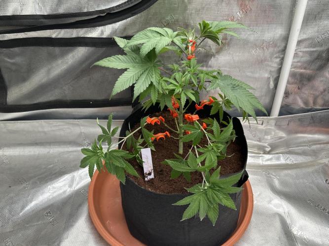 Double Dunked. Week 3