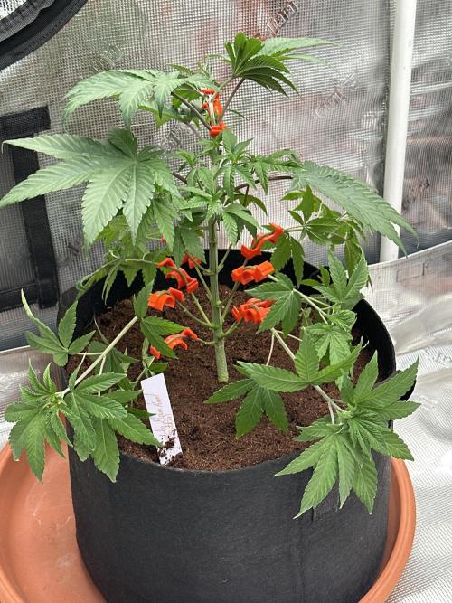 Double Dunked. Week 3