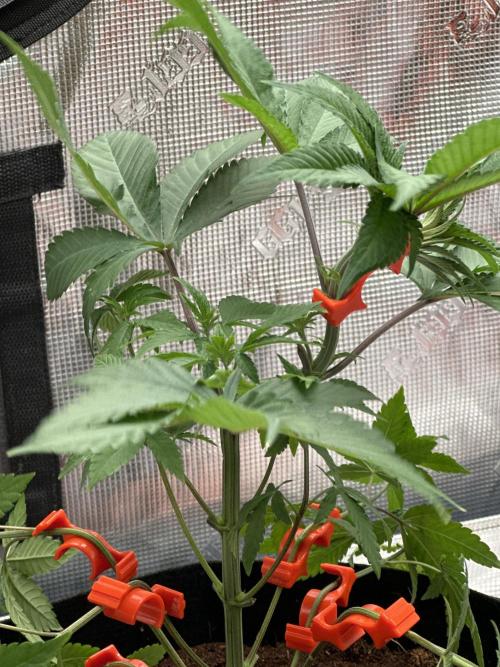 Double Dunked. Week 3