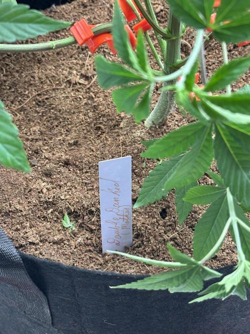 Double Dunked. Week 4