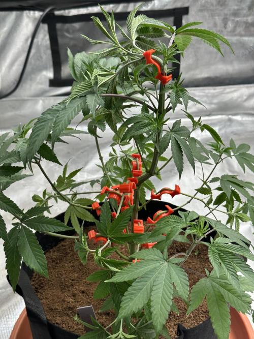 Double Dunked. Week 4