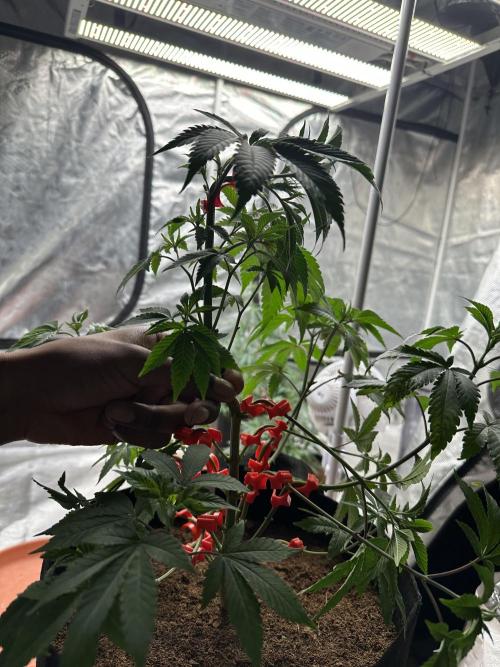 Double Dunked. Week 4