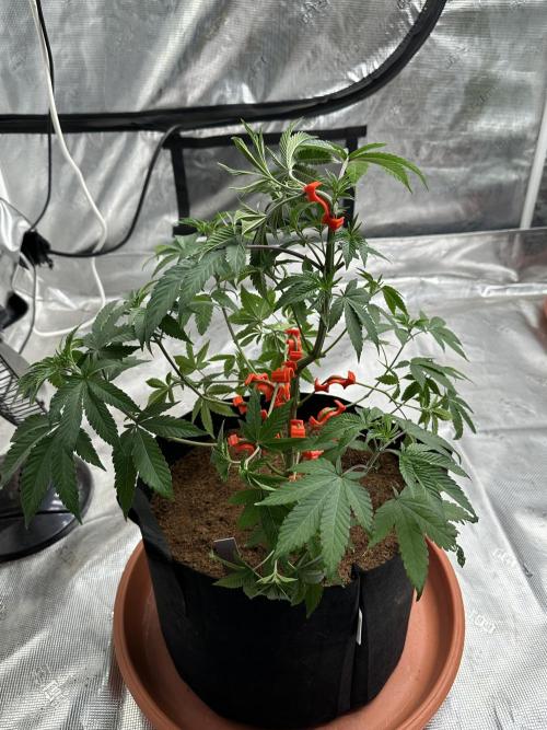 Double Dunked. Week 4