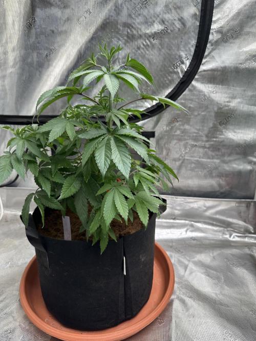 Double Dunked. Week 4