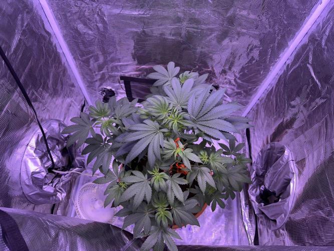Double Dunked. Week 5