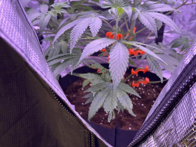 Double Dunked. Week 5