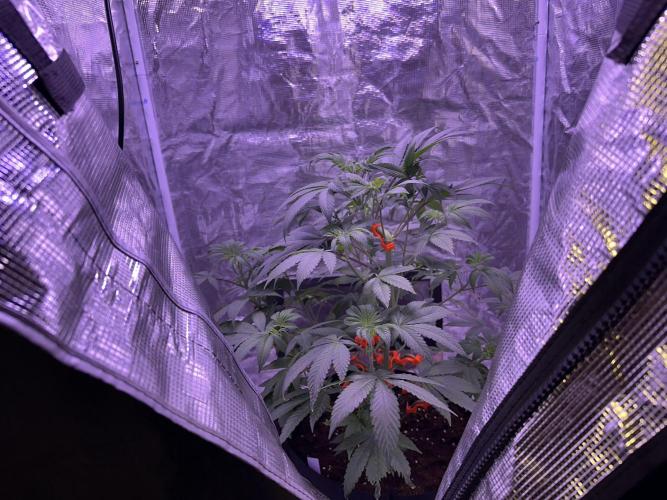 Double Dunked. Week 5