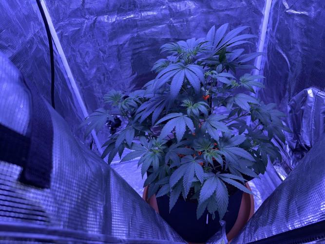 Double Dunked. Week 5