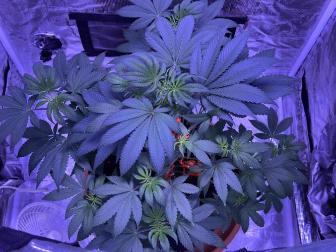 Double Dunked. Week 5