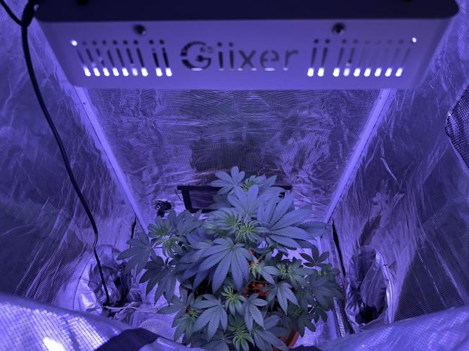 Double Dunked. Week 5