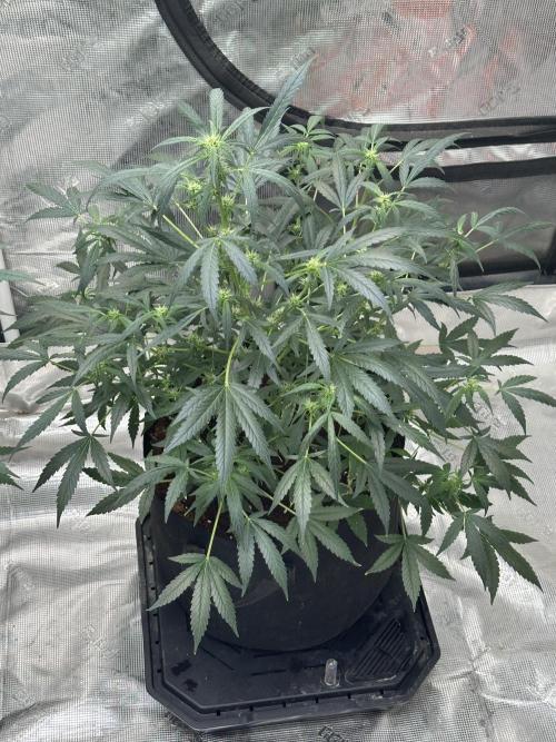 Apple Strudel. Week 6