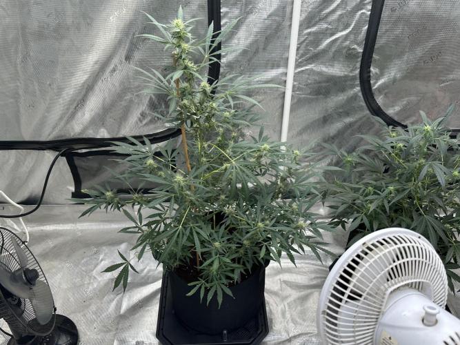 Apple Strudel Auto. Week 6