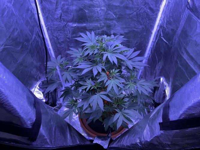 Double Dunked. Week 6