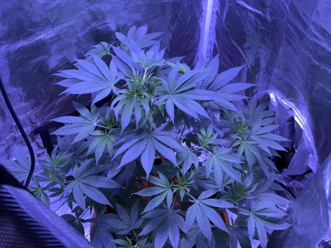 Double Dunked. Week 6