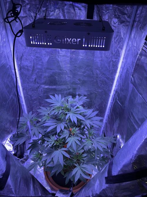 Double Dunked. Week 6