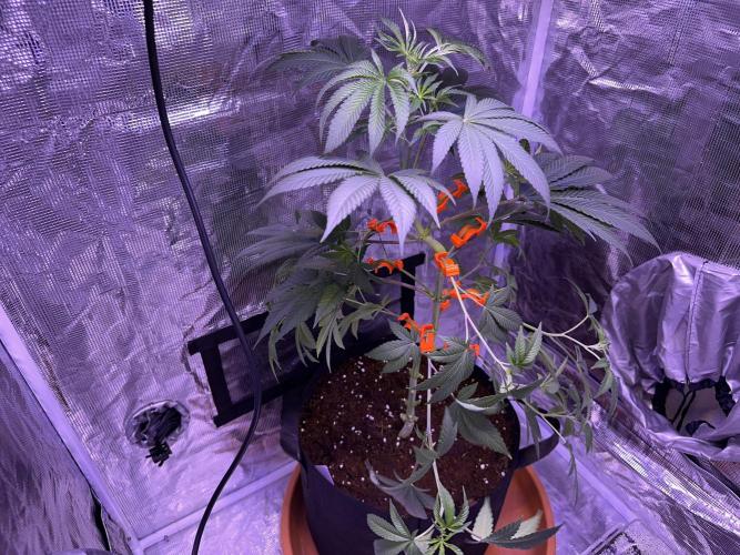 Double Dunked. Week 6