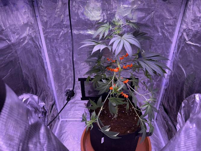 Double Dunked. Week 6
