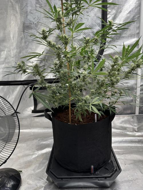 Apple Strudel. Week 7