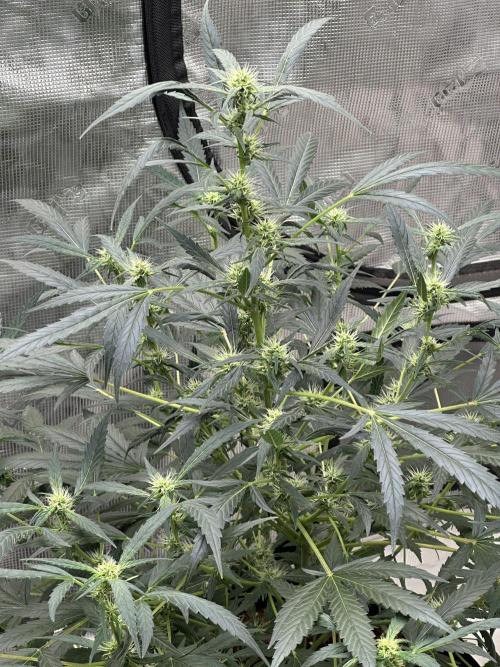 Apple Strudel. Week 7