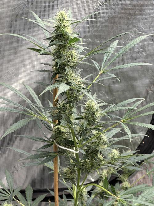 Apple Strudel. Week 7