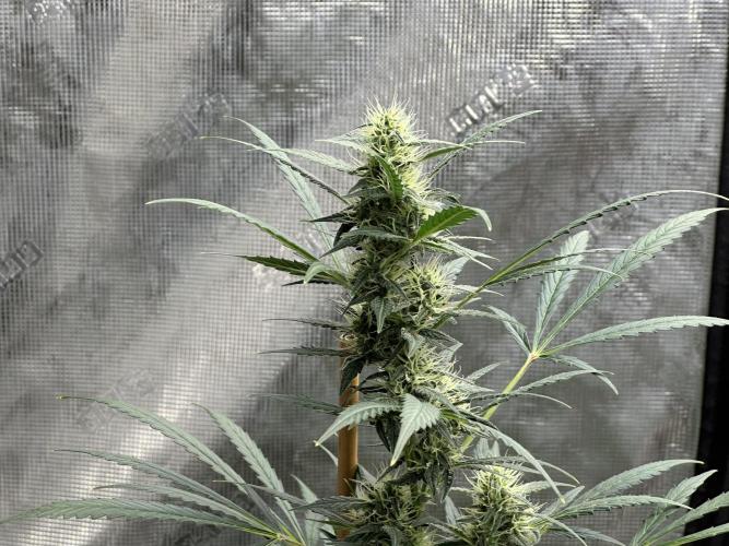 Apple Strudel. Week 7