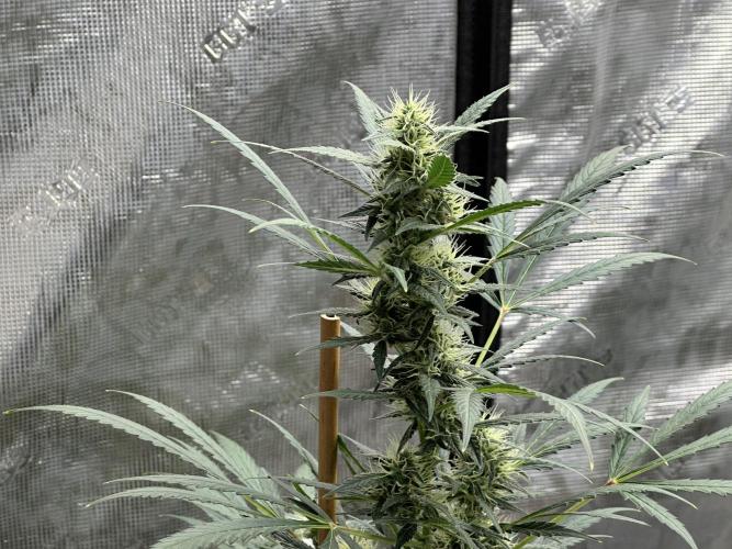 Apple Strudel. Week 7