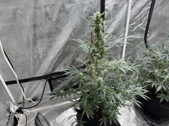 Apple Strudel. Week 7