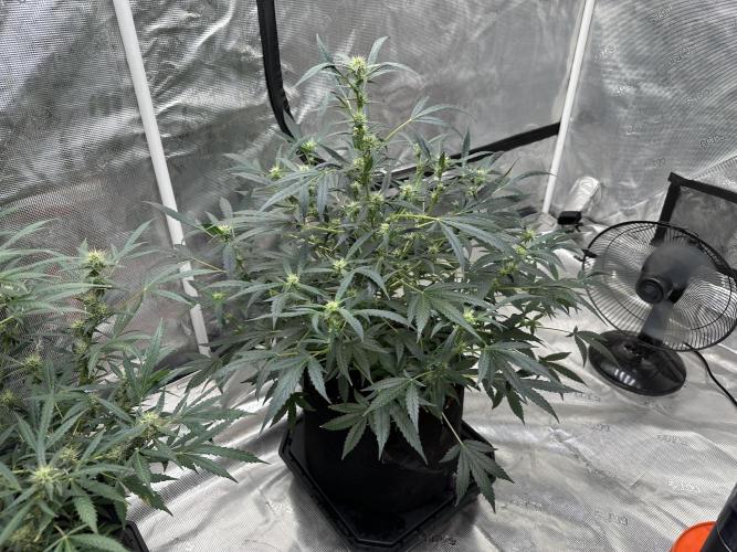 Apple Strudel. Week 7