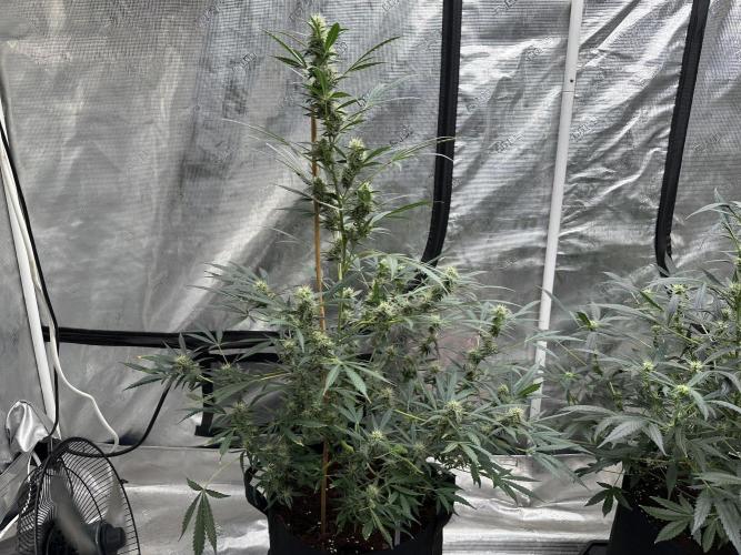 Apple Strudel. Week 7