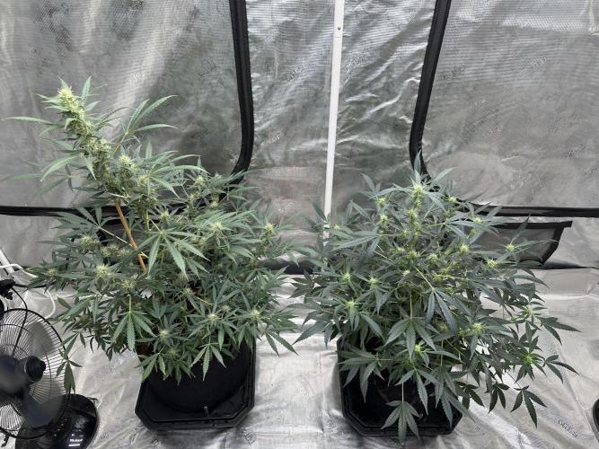 Apple Strudel Auto. Week 7