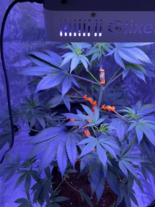 Double Dunked. Week 7