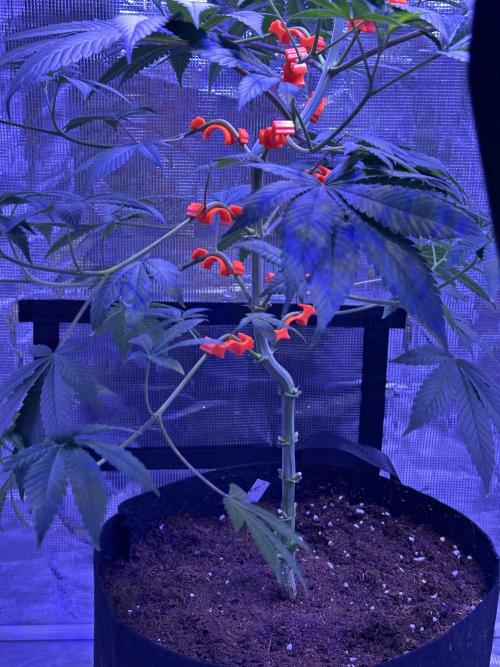 Double Dunked. Week 7