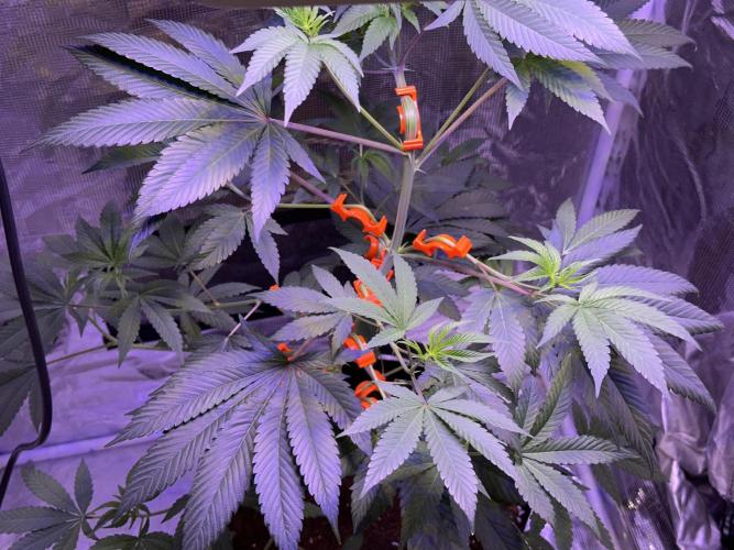 Double Dunked. Week 7