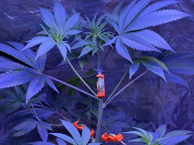 Double Dunked. Week 7