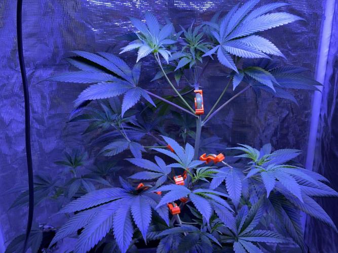 Double Dunked. Week 7