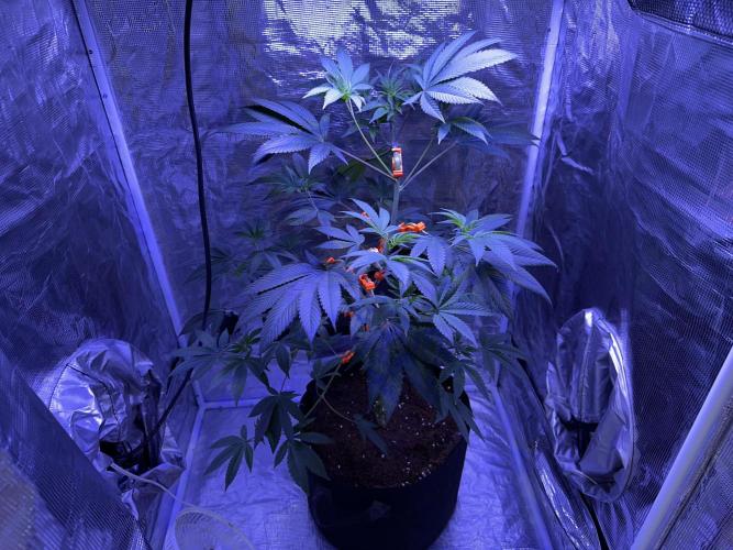 Double Dunked. Week 7