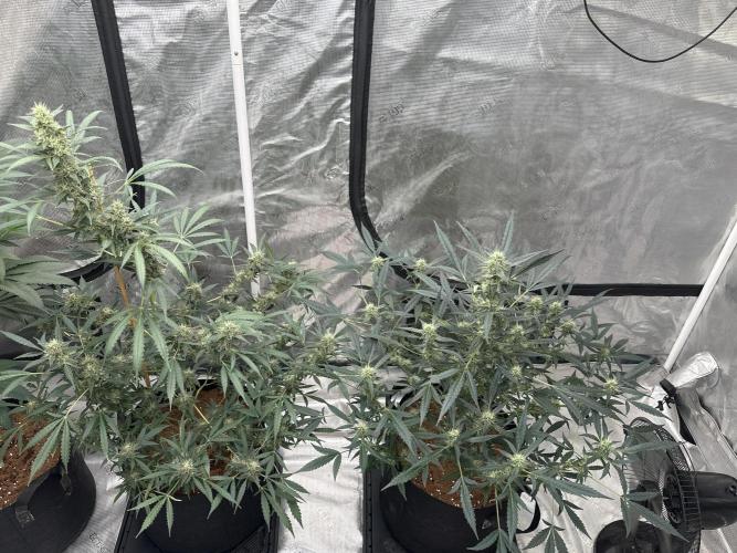 Apple Strudel. Week 8